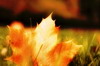 Test image