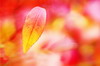 Test image