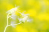 Test image