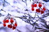 Test image