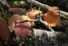 Test image